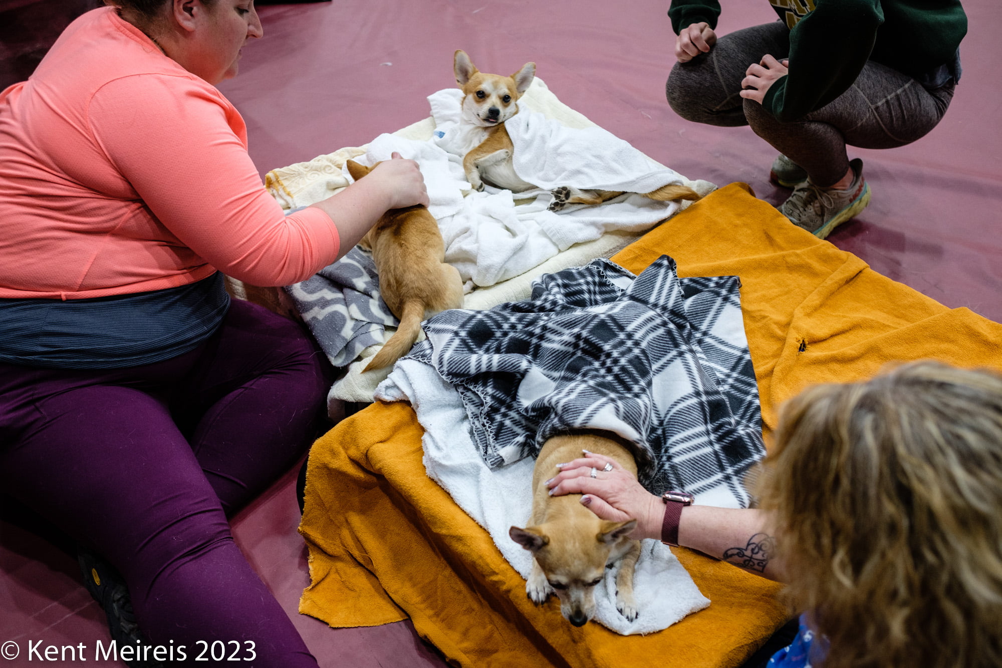 Arlee Spay and Neuter Clinic